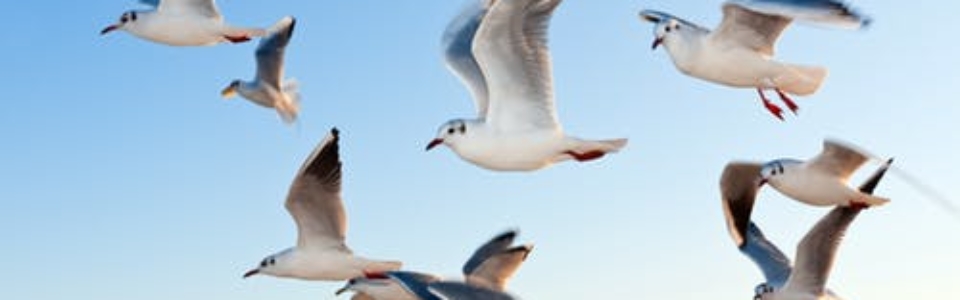 gulls-bird-fly-coast-54462